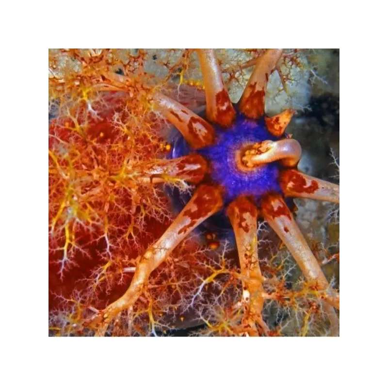 Pseudocolochirus Violaceus Pseudocolochirus Violaceus