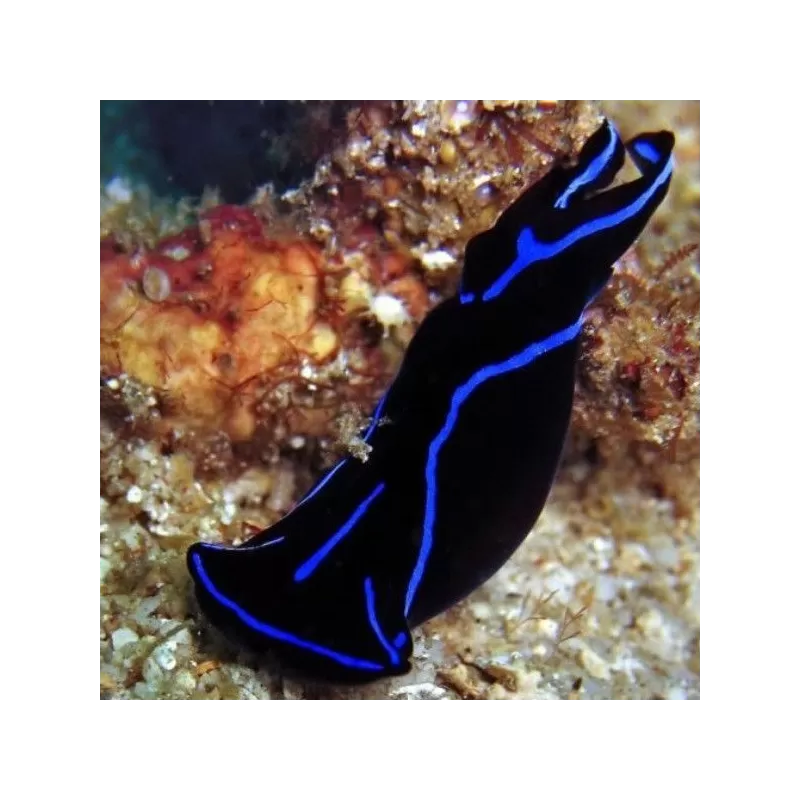 Chelidonura Varians Chelidonura Varians