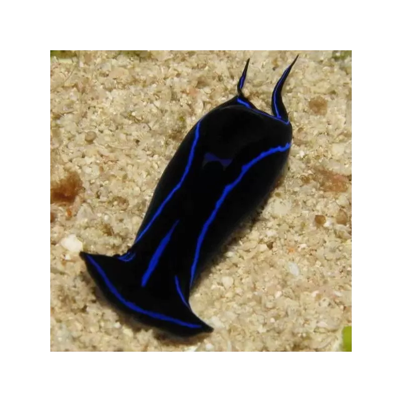 Chelidonura Varians Chelidonura Varians