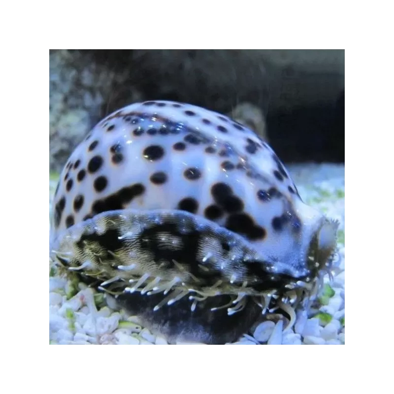 Cypraea sp Large Cypraea sp Large