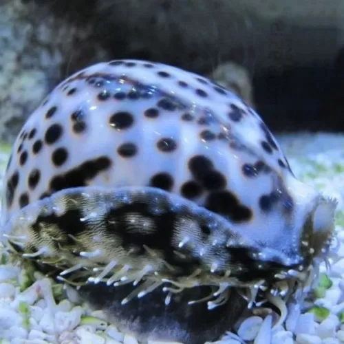 Cypraea sp Large