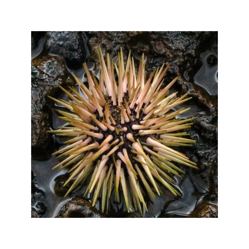 Echinometra Mathaei Echinometra Mathaei