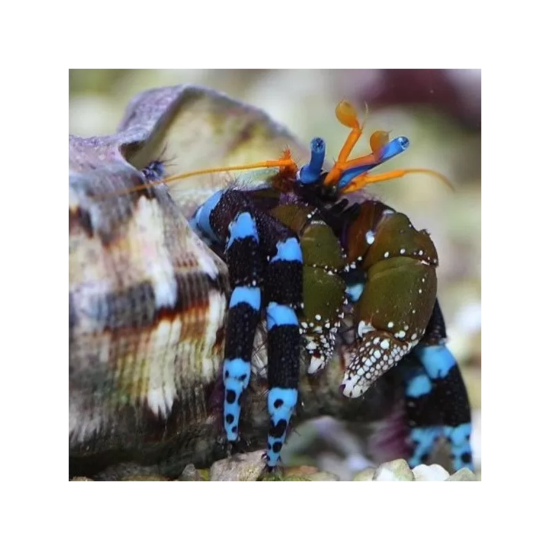 Calcinus Elegans Calcinus Elegans