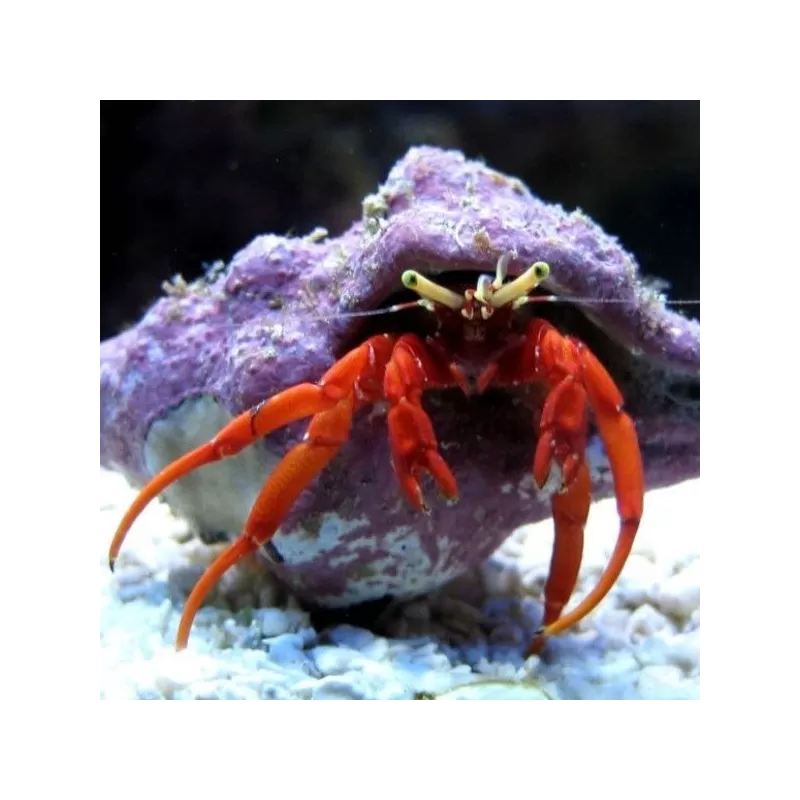 Paguristes sp. RED Paguristes sp. RED