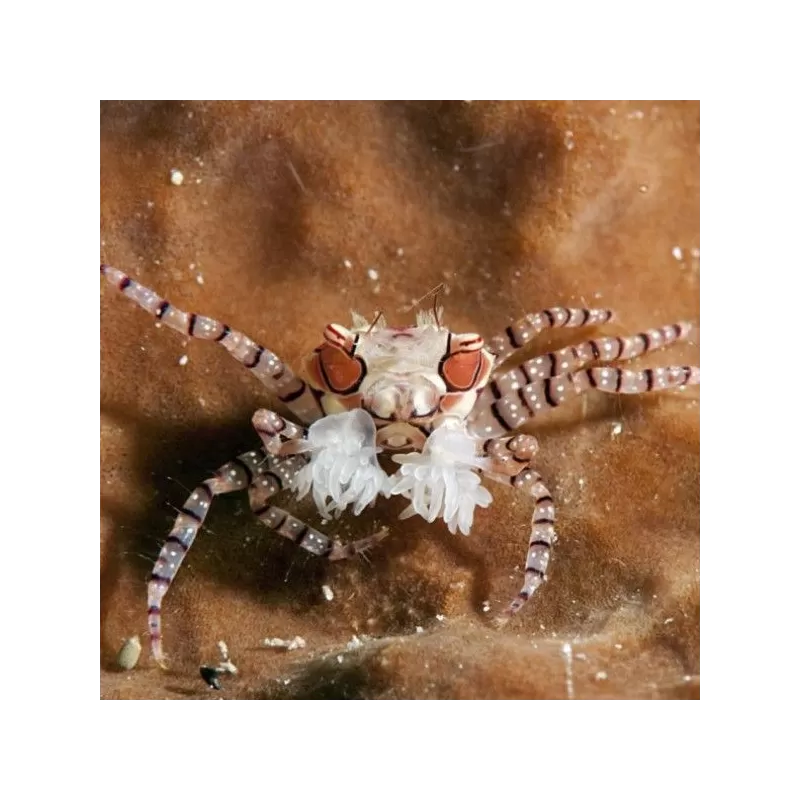 Lybia Tessellata Lybia Tessellata