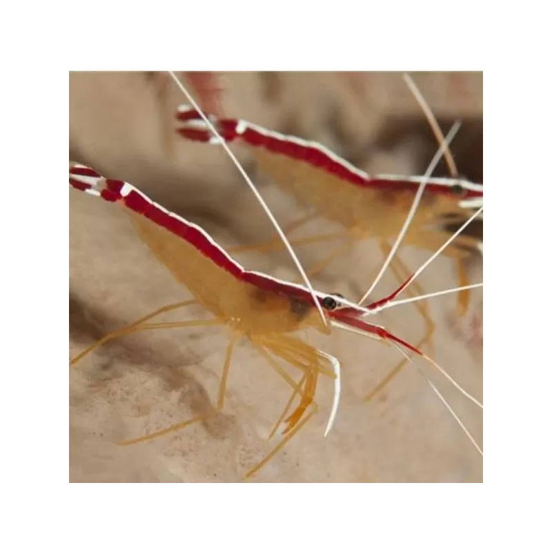 Lysmata amboiensis (L) Lysmata amboiensis (L)