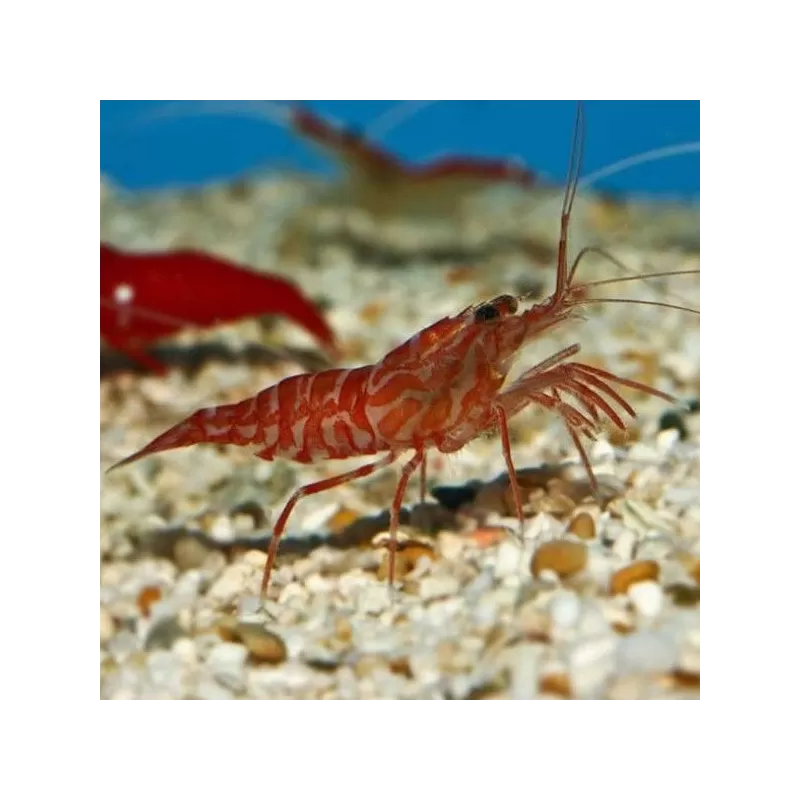 Lysmata Kuekenthali Lysmata Kuekenthali