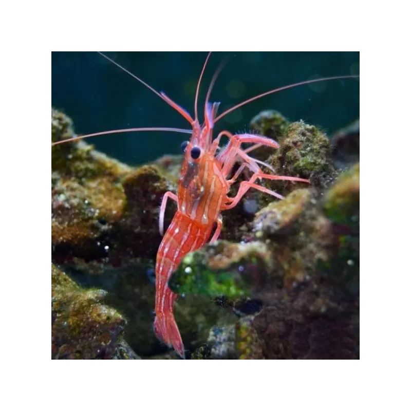 Lysmata Wurdemanni Lysmata Wurdemanni