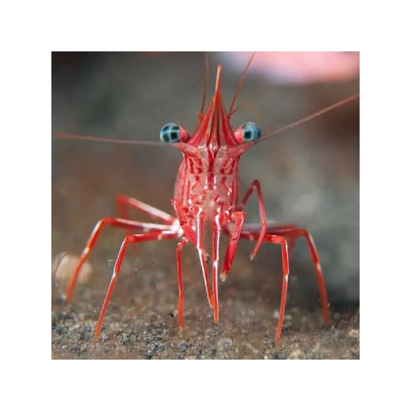Rhynchocinetes Durbanensis Rhynchocinetes Durbanensis