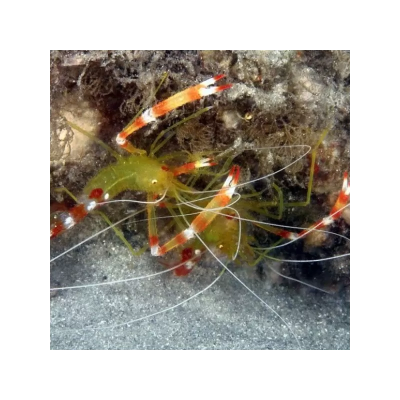 Stenopus Cyanocelis / Scuttelatus Stenopus Cyanocelis / Scuttelatus