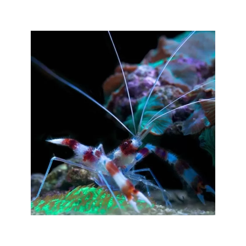 Stenopus Hispidus Stenopus Hispidus