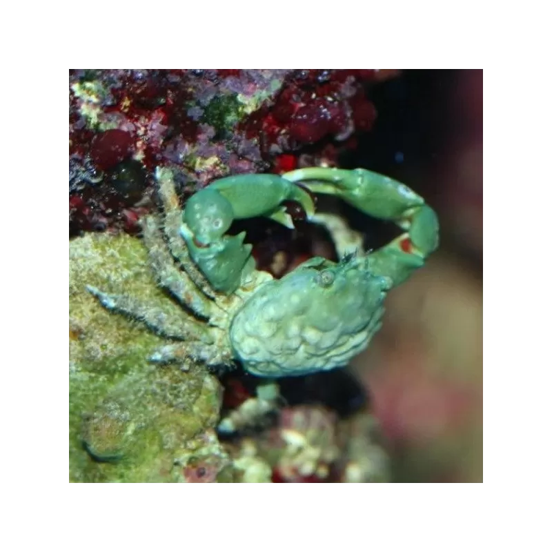 Mithrax sculptus sp. Mithrax sculptus sp.