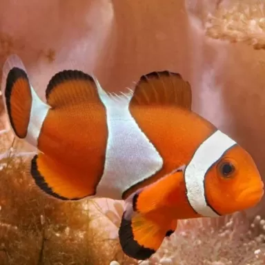 Anemoonvis Nemo online bestellen | Coralandfishstore.nl