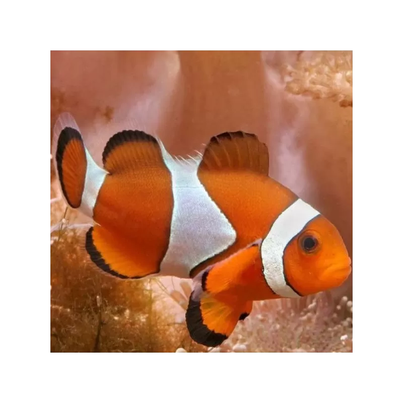 Amphiprion Occelaris L Amphiprion Occelaris L