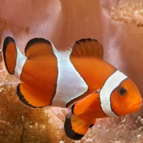 Amphiprion Occelaris L