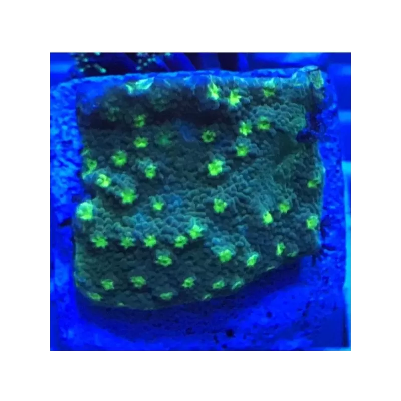 Echinopora Lamellosa frag Echinopora Lamellosa frag