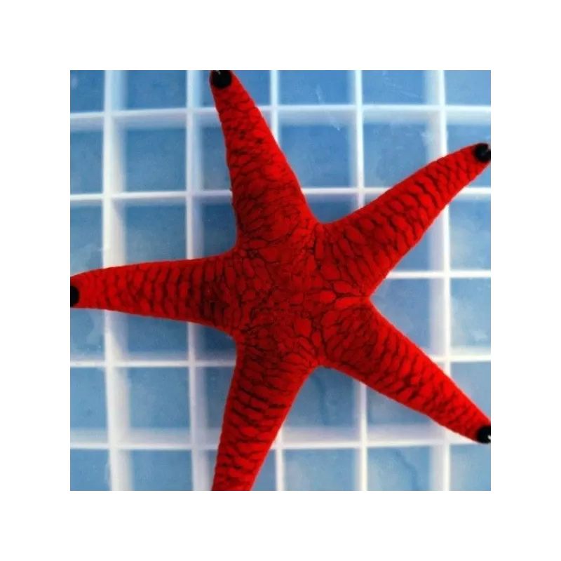 Fromia Elegans Fromia Elegans