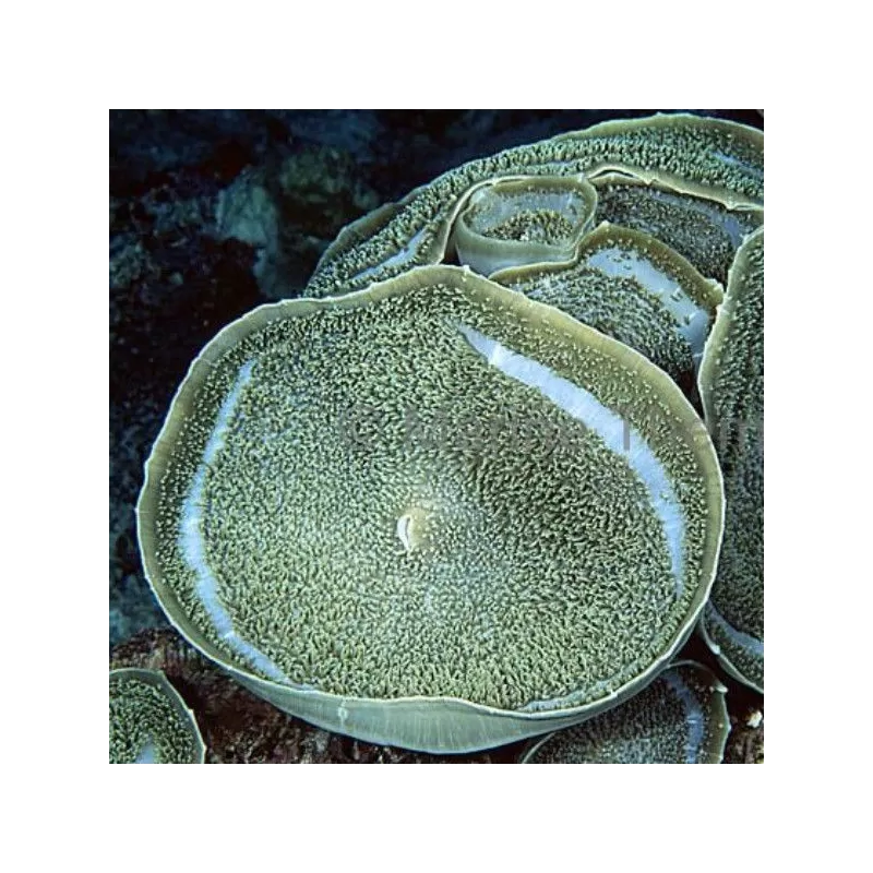 Amplexidiscus Fenestrafer XL size Amplexidiscus Fenestrafer XL size