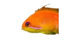 Anthiassen kaufen? Anthias online bestellen