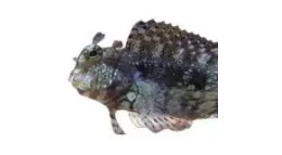 Blenny kaufen? Blennies online bestellen