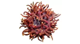 Seeanemone kaufen? Seeanemonen online bestellen