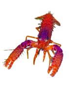 Kreeften & Heremietkreeften