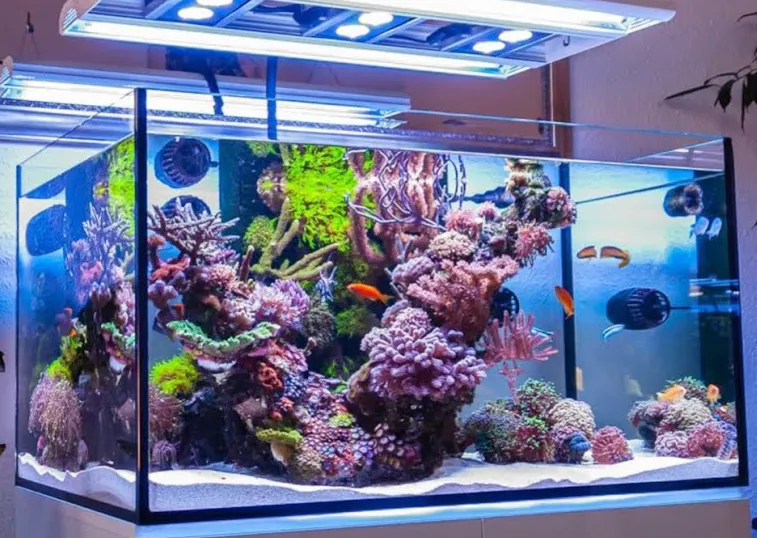 Deze prachtige zeeaquarium in jouw woonkamer