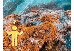 Vorteile von künstlichen oder inerten Gesteinen im Meerwasser