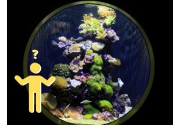 Der ultimative Leitfaden für den Aufbau eines Salzwasseraquariums für Anfänger