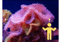 Top 10 farbenfrohe Korallenarten für dein Meerwasseraquarium Top 10 farbenfrohe Korallenarten für dein Meerwasseraquarium