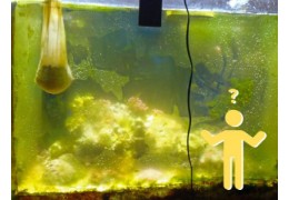 Wie man mit Algenwachstum in Ihrem Meerwasseraquarium umgeht Wie man mit Algenwachstum in Ihrem Meerwasseraquarium umgeht