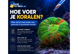 Hoe voer je koralen?