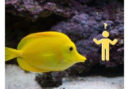 Die Bedeutung der Quarantäne beim Einführen neuer Fische in Ihr Meerwasseraquari