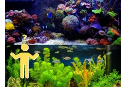 Wichtigste Unterschiede zwischen Süßwasser- und Salzwasseraquarien.