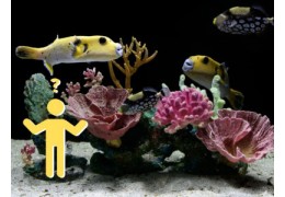 Meeresaquariumdekoration: Von Kunstkorallen bis Lebendigem Gestein