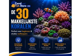 De 30 makkelijkste koralen