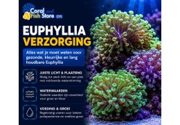 Euphyllia verzorging