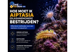 Hoe moet ik Aiptasia (glasanemonen) bestrijden?