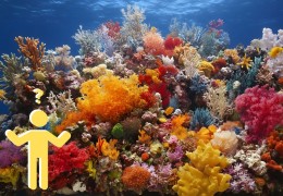 Wat kost koraal en blijft het leven?
