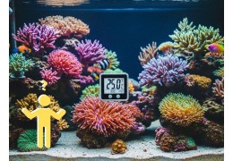 Hoe warm moet een aquarium en zeeaquarium zijn?