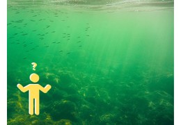 Hoe komt het dat mijn aquarium groen water krijgt?