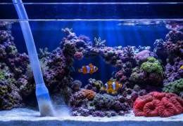 Hoe vaak water verversen in je aquarium?