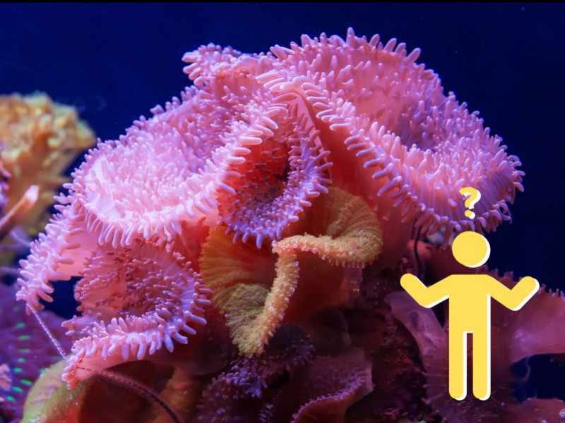 Top 10 farbenfrohe Korallenarten für dein Meerwasseraquarium