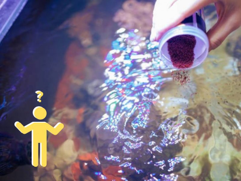 Was sind die Kosten für Fischfutter in einem Meerwasseraquarium?