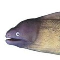 subcategory image