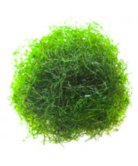 Wier kopen? Bestel aquarium wier online