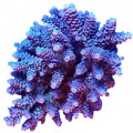 subcategory image