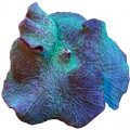 subcategory image