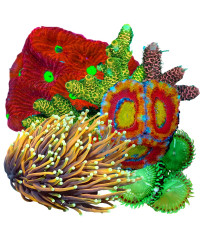Korallenpakete