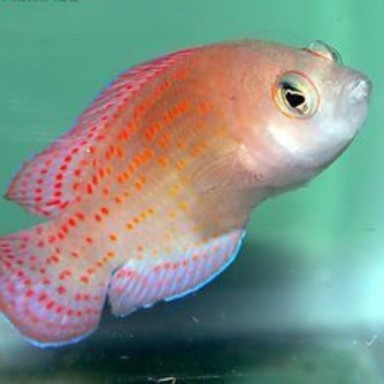 Philodochromis Cerasina